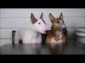 Bull Terrier Foodies~ trying all the snacks の動画、YouTube動画。