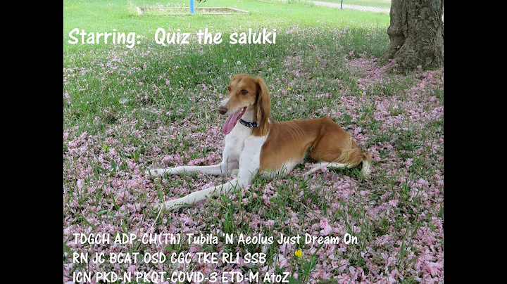 Quiz the saluki: DMWYD Summer of Ruff