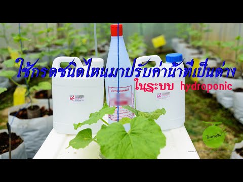 วีดีโอ: กรดซัคซินิกสำหรับพืชในร่ม (15 ภาพ): วิธีเจือจางเม็ดรดน้ำ? ข้อบ่งชี้ในการใช้ปุ๋ย ปริมาณและบทวิจารณ์