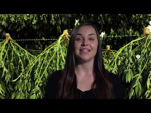 Video: What Is Hemp And How Is It Made