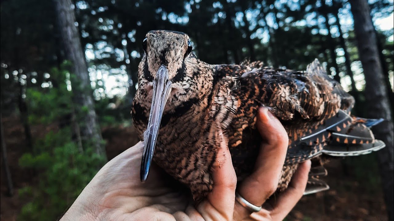 2022 KUZEY EGE ÇULLUK AVLARI / CACCİA AL BECCACCIA / WOODCOCK HUNT ...