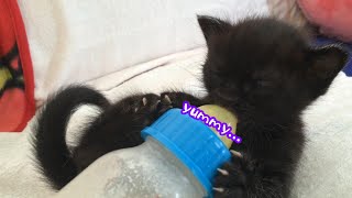 Japanese Kitten gulping down milk.OMG!! so cute