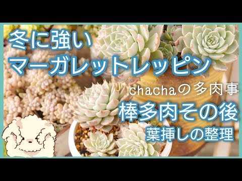 多肉植物】冬に強いマーガレットレッピンの棒多肉…その後☺️葉挿しの