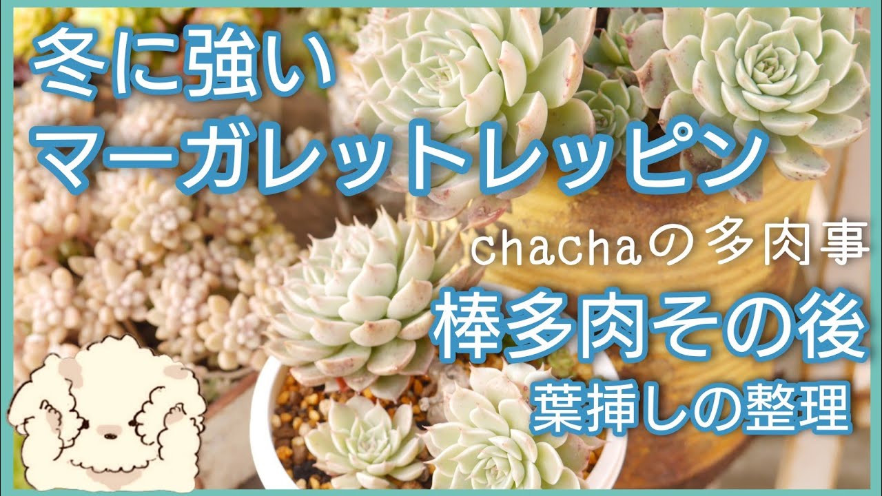 多肉植物】冬に強いマーガレットレッピンの棒多肉…その後☺️葉挿しの