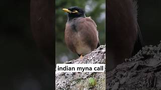 indian myna-bird call sounds ＃indian myna song＃wildlife bird sounds ＃ nature and wildlife ＃bird sing