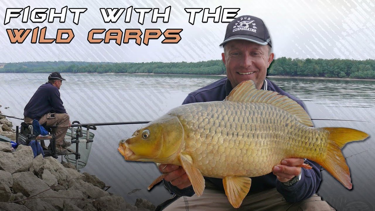 Döme Gábor - Vad pontyokkal küzdöttem a Dunán