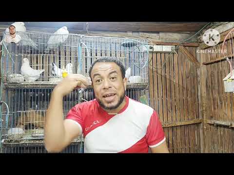 زهقت من الحمام ومش عارف أعمل إيه بفكر ابيعه كله