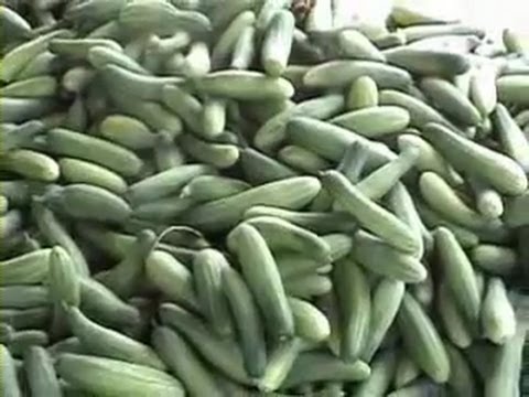 CARA MENANAM TIMUN HASIL SUPER MENGUNTUNGKAN YouTube CARA MENANAM TIMUN HASIL SUPER MENGUNTUNGKAN YouTube