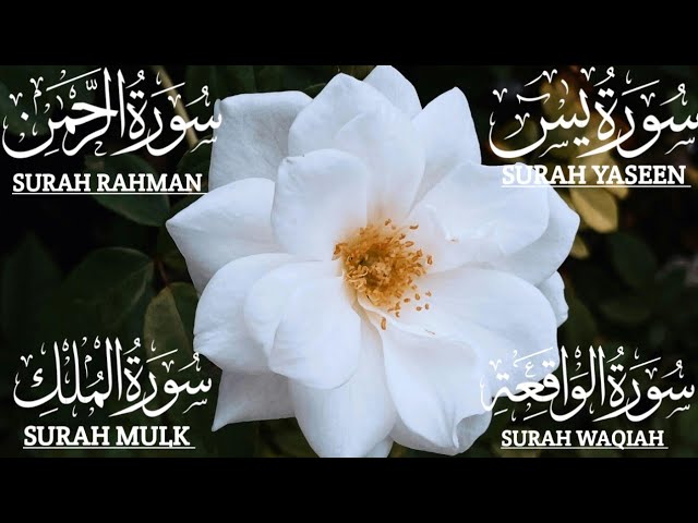 Koptoksiz trannies Juda chiroyli chotkalar va dumbalar yaqin