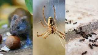 Rodent Control Prosper TX 75078 Pest Control