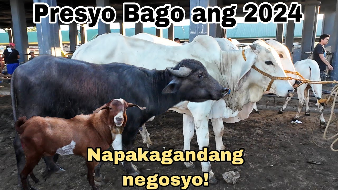 December 29, 2023 Presyo ng Baka, Kambing at Kalabaw sa Cattle Trading Capital of the Philippines
