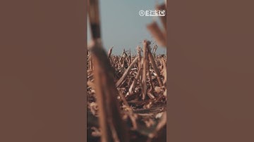 Shredding corn stalks #landclearing #mulcher #shredder #farmequipment #corn #shorts  #farming