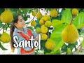 Sour taste from santol fruit that deserved you several recipe - Santol fruit picking