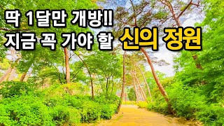 A Secret Pine Forest Trail Opens for Only 1 MonthㅣSeoul travelㅣSeoul trekking