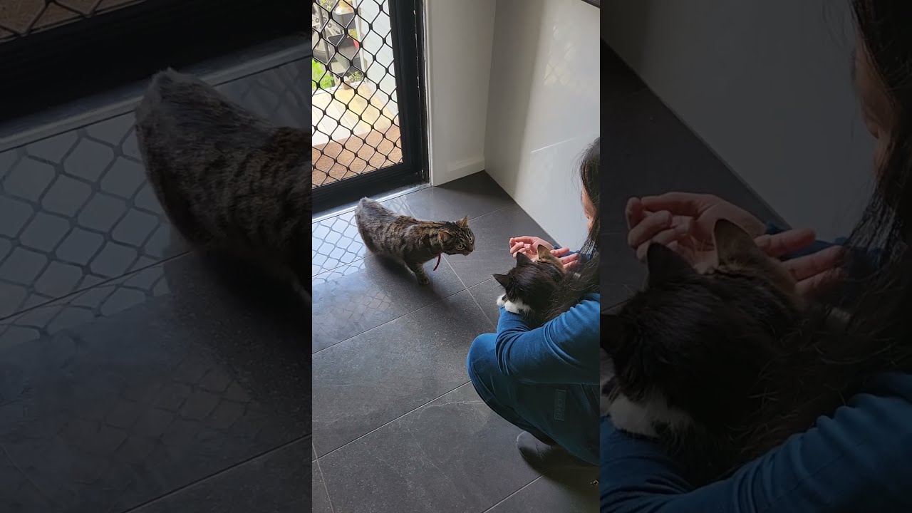 Introducing New Kitten Meeting Reaction Kitty Kittens Catlover
