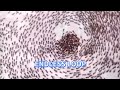 The Terrifying Truth Behind Ant Mills (Why Ants Walk in Circles)