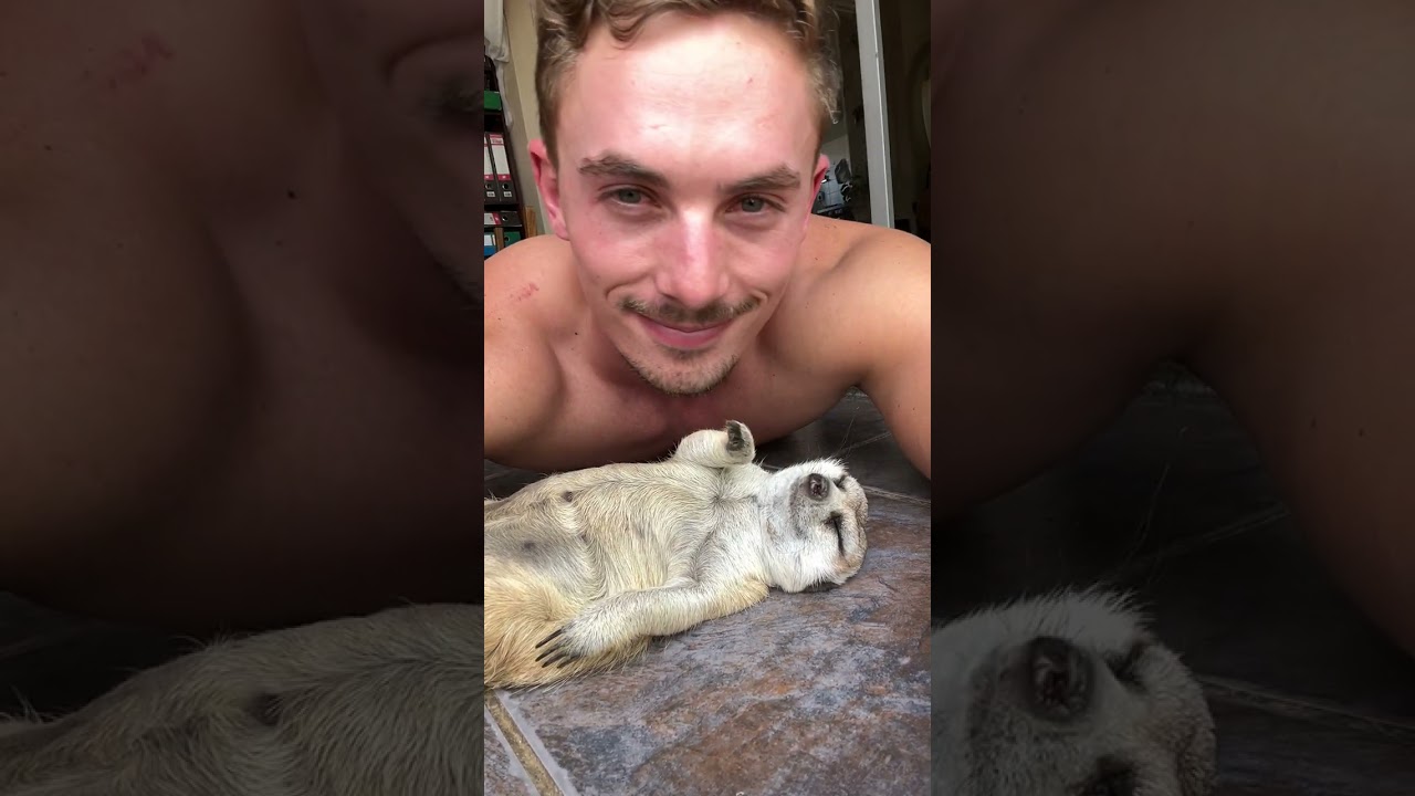 Chubby Meerkat Belly Kisses 🥰