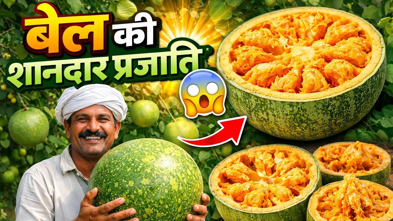 बेल की शानदार प्रजाति (variety) जो कि रिसर्च द्वारा तैयार किया गया है । Best variety of Bael.