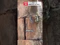 ヘビに捕まった仲間を助けるヤモリ ヘビに捕まった仲間を助けるヤモリ
