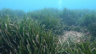 En 2025 l'aigua de mar va estar durant 45 dies per sobre dels 28 graus, un perill per la p