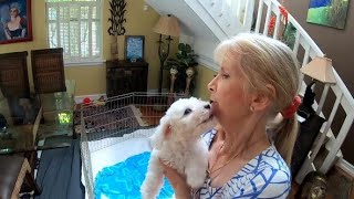 Florida woman rescues more than 300 poodles in 16 years
