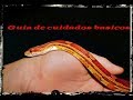 Como cuidar una serpiente Maicera ? Guia de cuidados basicos serpiente del maiz