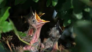 How do birds leave the nest l Avian Adventures, Episode 7