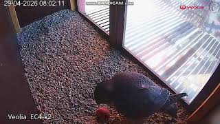 VEOLIA Łódź EC4 PL-Wise Zoe observes calmly, meeting, leaves.AKH in nest, with sand,egg-202604290756