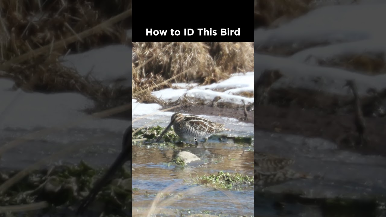 Вы можете определить эту прибрежную птицу?