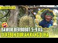 Wow durian bawor berbobot montok  jelajahtani 124