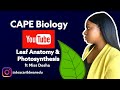 Examining Dicot Leaf Structure and Chloroplast Function in CAPE Biology