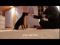 My 6 måneder(manchester terrier) の動画、YouTube動画。