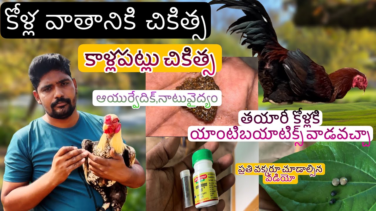 కోల్లవాతానికి కాళ్ల పట్లకు నాటు ఆయుర్వేదిక్ మెడిసిన్॥తయారి కోళ్లకు యాంటిబయాటిక్॥#nanifarms #birds
