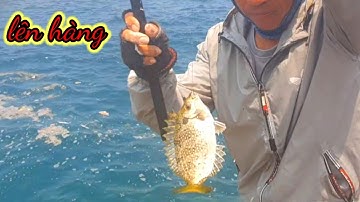 VUONG LT VLOG câu cá biển | cá giò _ cá củ | @vuongltvlog