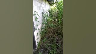 fz mengendap-ngendap