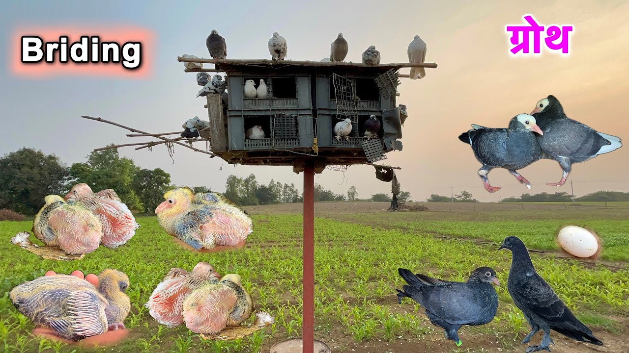 pure setup की bridin progress ￼ 😍 || Kabutar ke bachche ki growth 