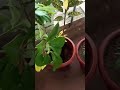 DIL LAGANE SE ACCHA HAI AAP POUDE LAGAYE#VIRAL#shortvideo #YTSHORTS#trendingshorts