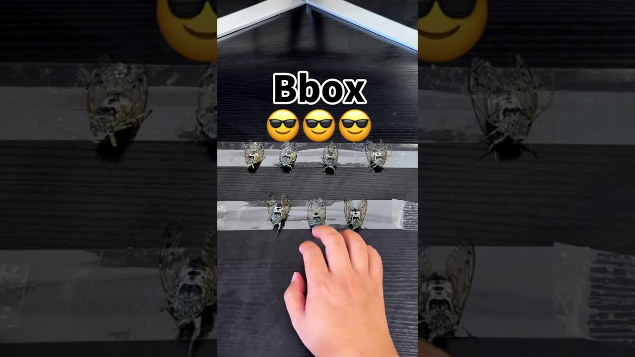 Everything can be beatbox：《Cicada effector》