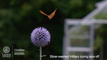 Butterfly takes off (in nature)