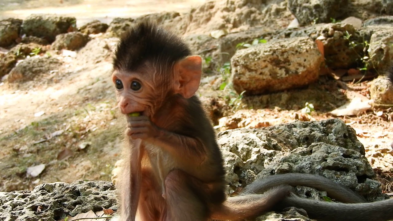 baby monkey pet uk Time brother lazy not look baby - Small baby happy play ground
