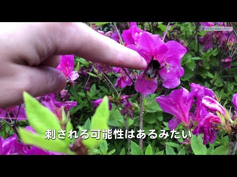 拾ったミヤマクワガタの を山に逃がす Youtube