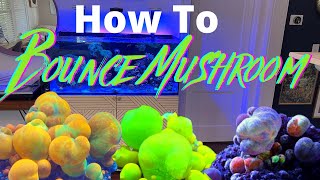 What Makes Mushrooms Bounce