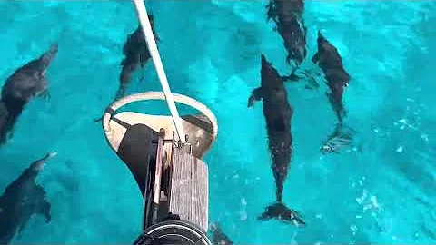 Dolphins 3, Cat Island, 1.18.23