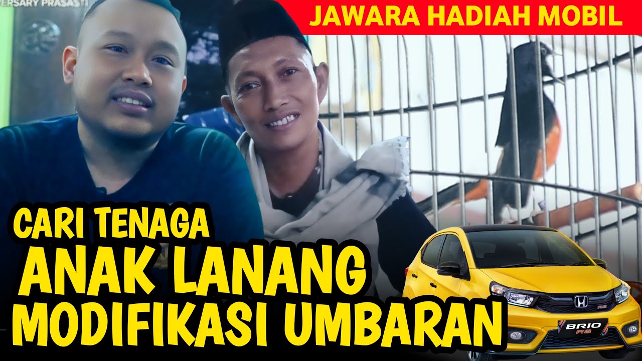RAWATAN MURAI Fekter Tinggi JUARA MOBIL ‼️ Murai Anak Lanang di 2nd Anniversary Prasasti