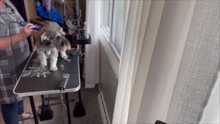 Grooming and Chatting | Life With Schnauzers