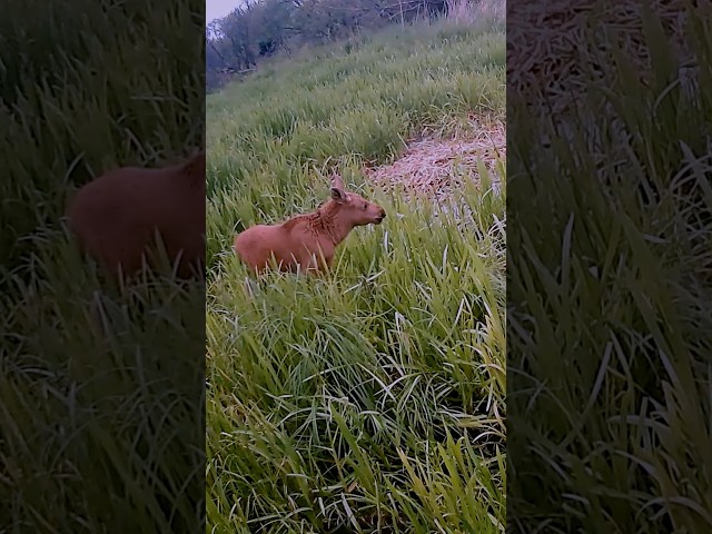 Młode łosie na bagnie #łoś #fotopułapka #trailcamera