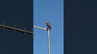 Red-shouldered #hawk in #florida #nature #protectwildlife #birdwatching #wildlife