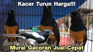 KACER TURUN HARGA‼️ MURAI GACORAN JUAL CEPAT‼️