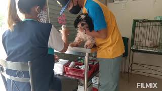 4 way test or 4DX test ( annual exam )