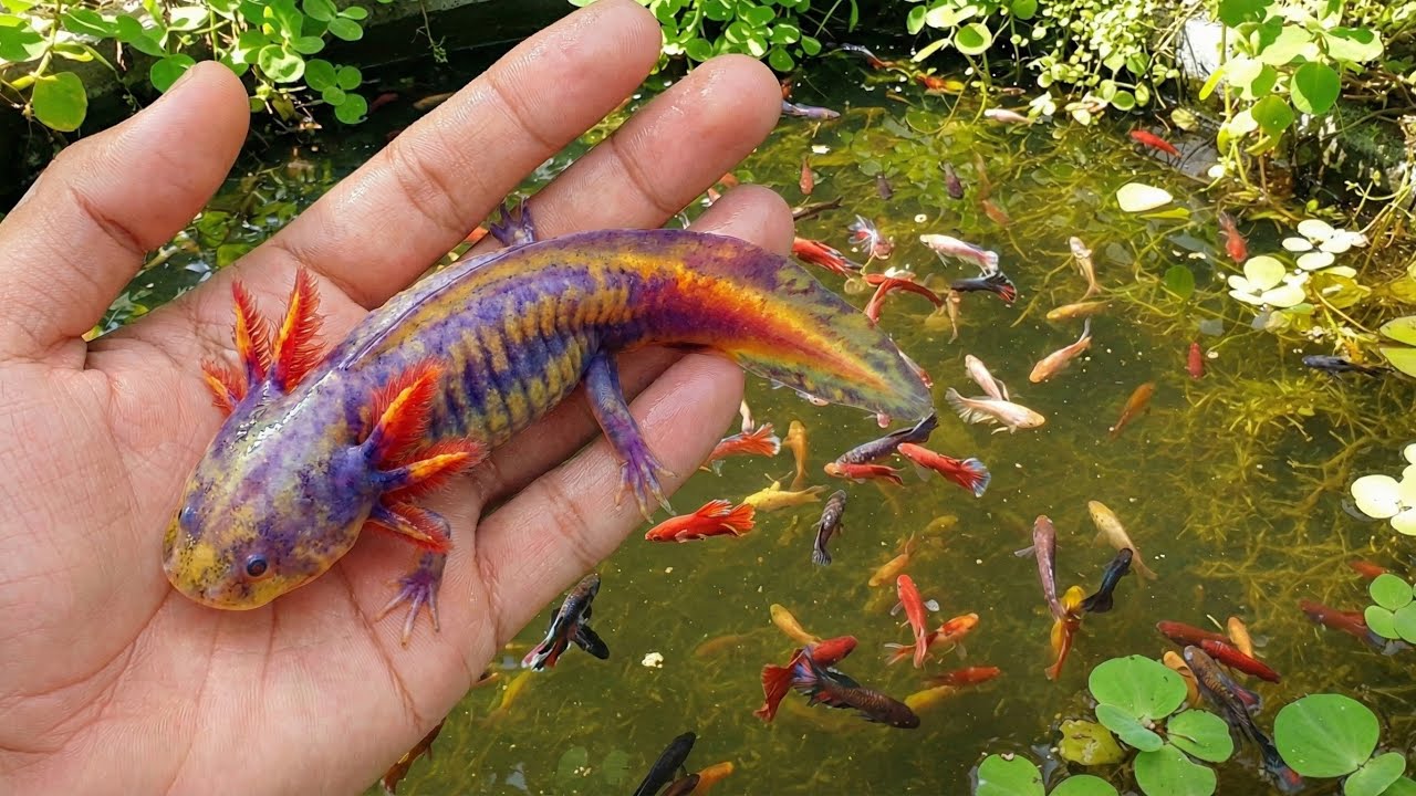Amazing Skills - Catching Fish, Axolotls & baby turtles by Hand in the Rice Fields!